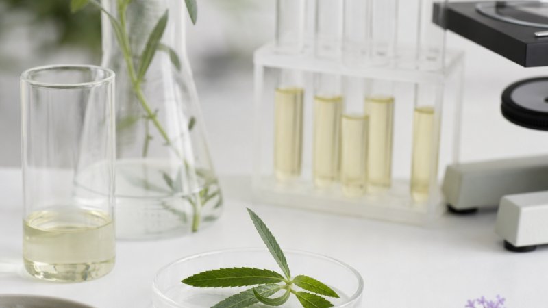 beneficios de la verbena en verano destacada