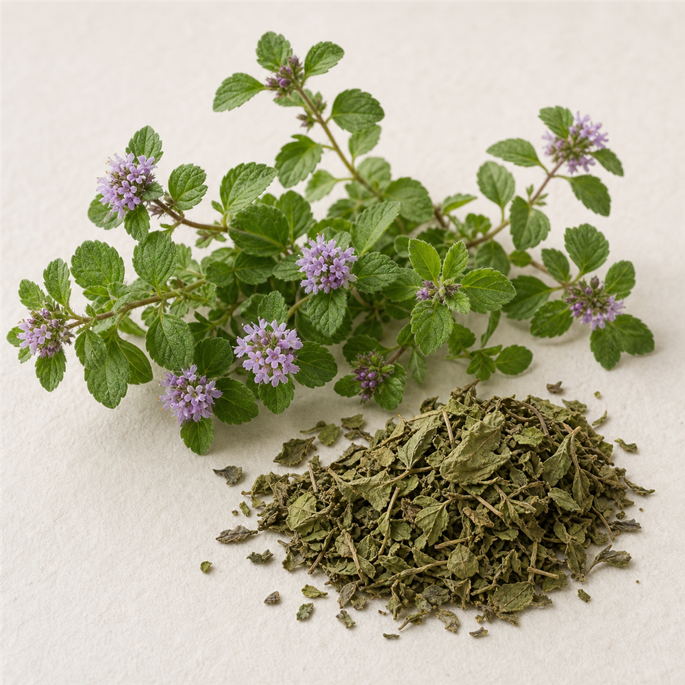 Poleo Menta: Menta silvestre de aroma intenso y propiedades digestivas y calmantes.